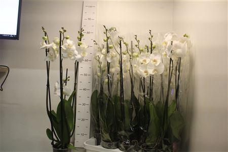 <h4>Phal Ov Wit 2-3 Branches 18+</h4>