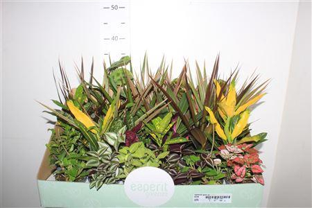 <h4>Kamerpl Gem Ov</h4>