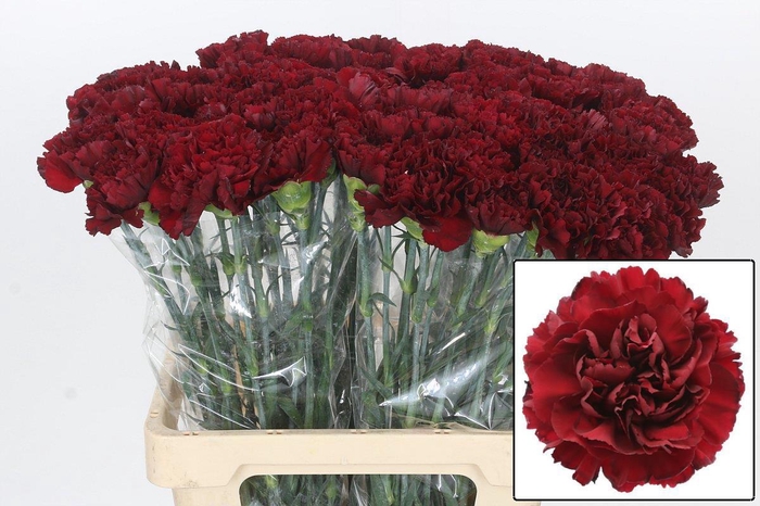 <h4>DI ST JUNKO</h4>