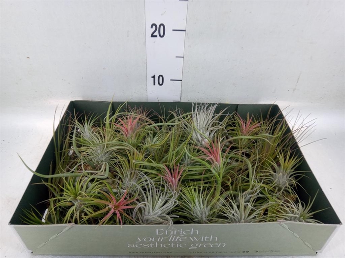 <h4>Tillandsia</h4>