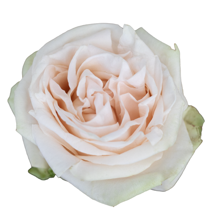 <h4>R GR GARDEN SPIRIT</h4>