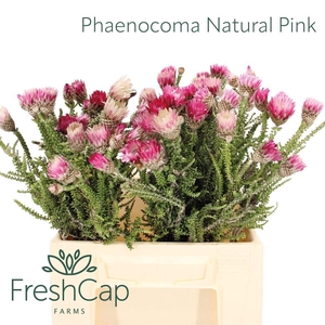 PHAENOCOMA PROLIFERA