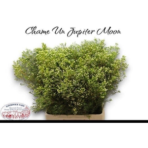 CHAME UN JUPITE MOON