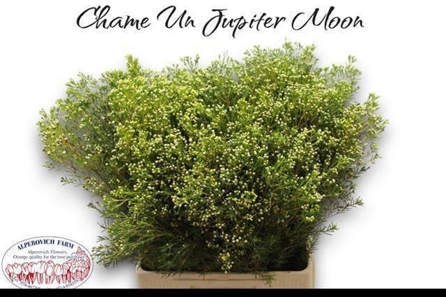 <h4>CHAME UN JUPITE MOON</h4>