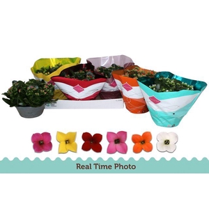 !! PROMO !! KALANCHOE MIX P23