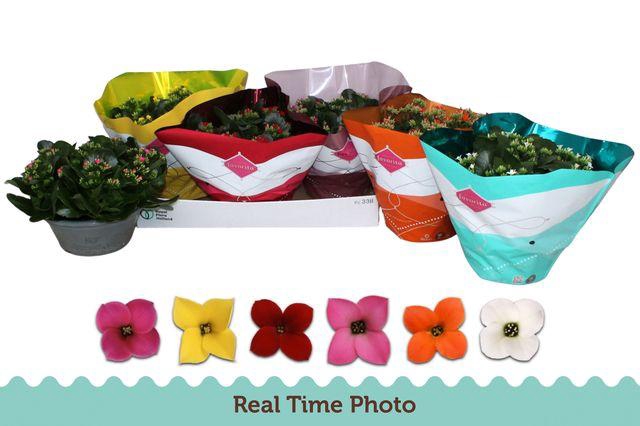 <h4>!! PROMO !! KALANCHOE MIX P23</h4>
