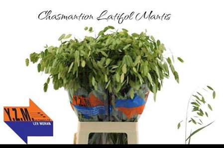 <h4>CHASM LATIFOL MANTIS</h4>