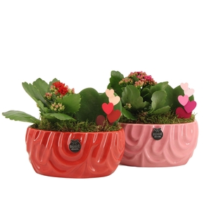 21811: Lovess arrangement