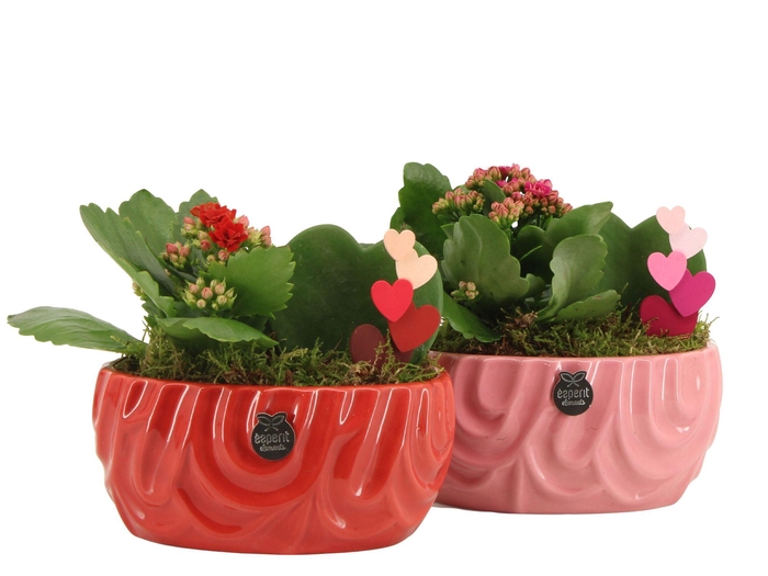 <h4>21811: Lovess arrangement</h4>