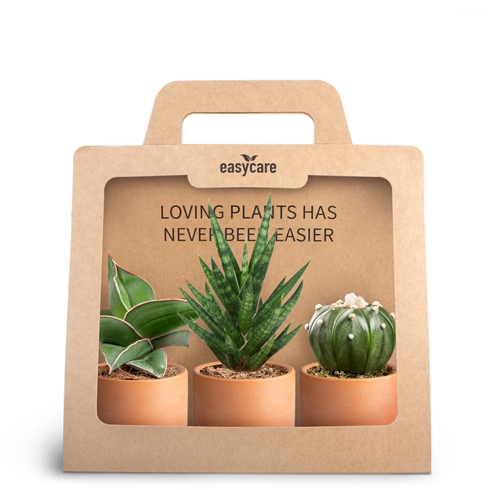 3-Pack Raw Terracotta