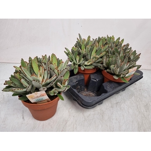 KALANCHOE TOMENTOSA