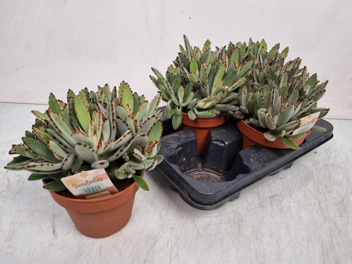 <h4>KALANCHOE TOMENTOSA</h4>