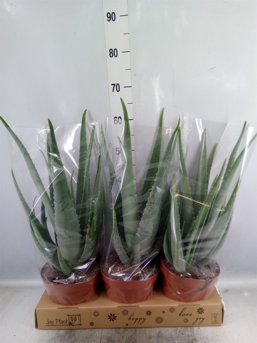 <h4>Aloe vera</h4>