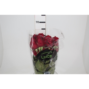 ROSA SAMOURAI 060 CM ESTUFA