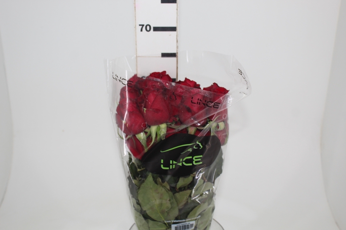 <h4>ROSA SAMOURAI 060 CM ESTUFA</h4>