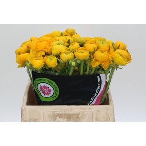 Ranunculus Charm Yellow
