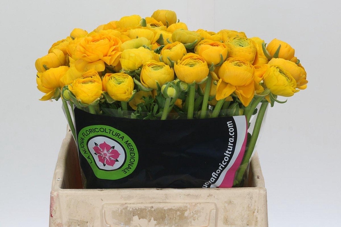 <h4>Ranunculus Charm Yellow</h4>