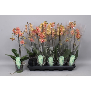 PHAL MF F SUNSE LOVE