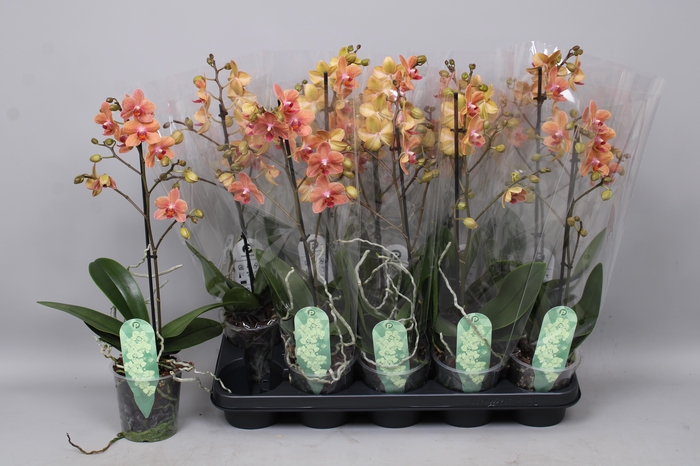 <h4>PHAL MF F SUNSE LOVE</h4>