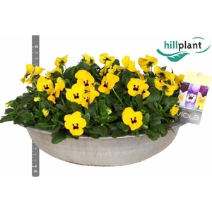 VIO CO EM YEL BLOTCH