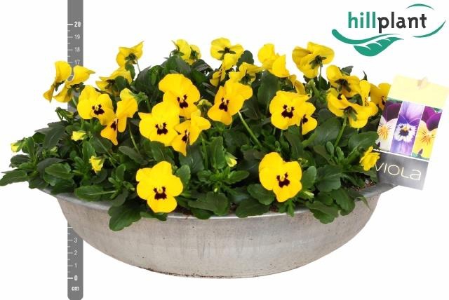 <h4>VIO CO EM YEL BLOTCH</h4>