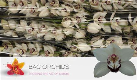 <h4>Cymb T Mrs. Esmee</h4>