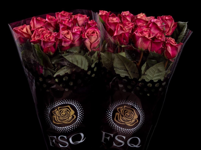 <h4>R GR Purple Barista</h4>