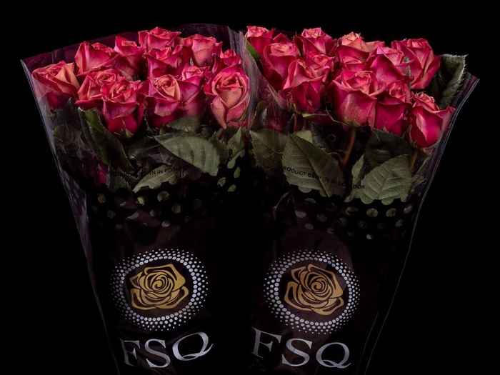 <h4>R GR Purple Barista</h4>