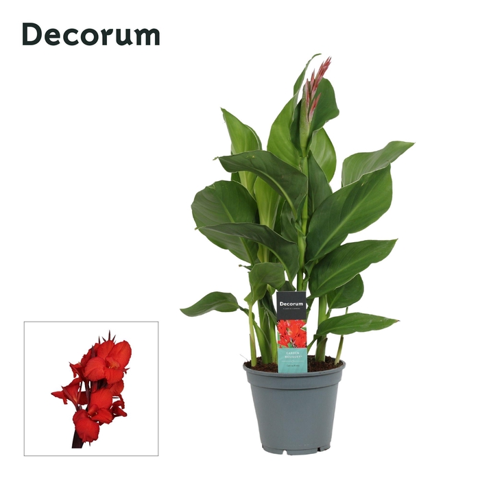 <h4>Canna Kreta (Decorum)</h4>