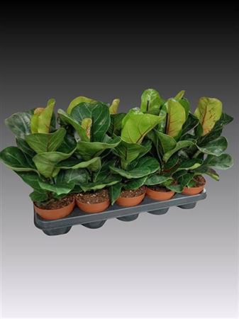 arr8 Ficus Lyrata Bambino