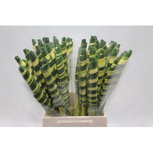 Pandanus Tubes Variegata