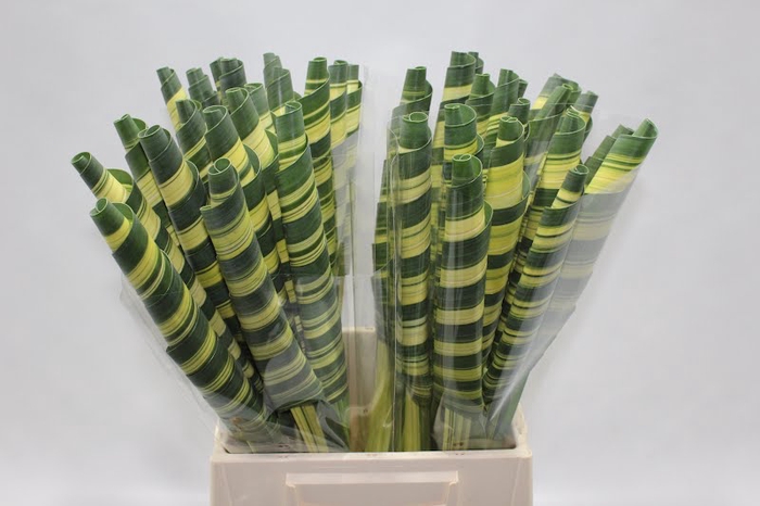 <h4>Pandanus Tubes Variegata</h4>