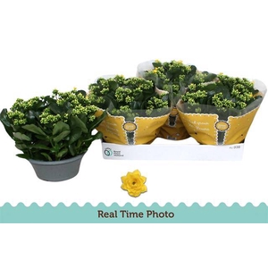 Kalanchoe Rosalie Don Amarillo 23Ø 27cm