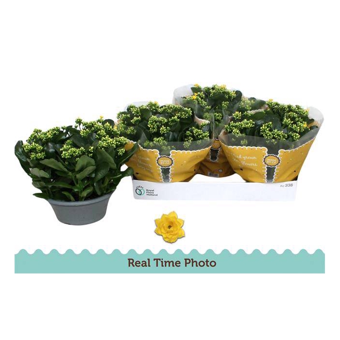 <h4>Kalanchoe Rosalie Don Amarillo 23Ø 27cm</h4>