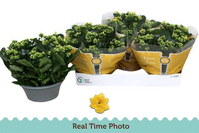 Kalanchoe Rosalie Don Amarillo 23Ø 27cm