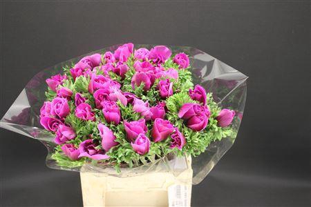 Anem Z Mistral Lila/orchid