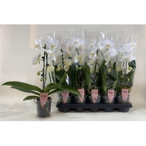 Phal Ov Wit Cascade 1 Branche 6+