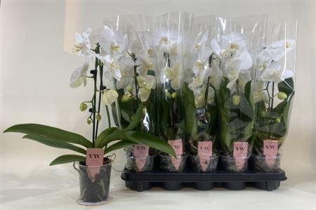 <h4>Phal Ov Wit Cascade 1 Branche 6+</h4>