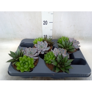 Succulents   ...mix 3