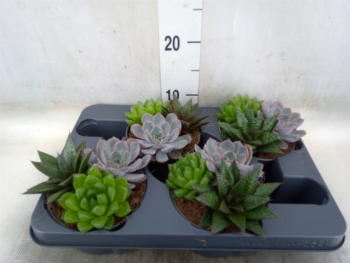 <h4>Succulents   ...mix 3</h4>