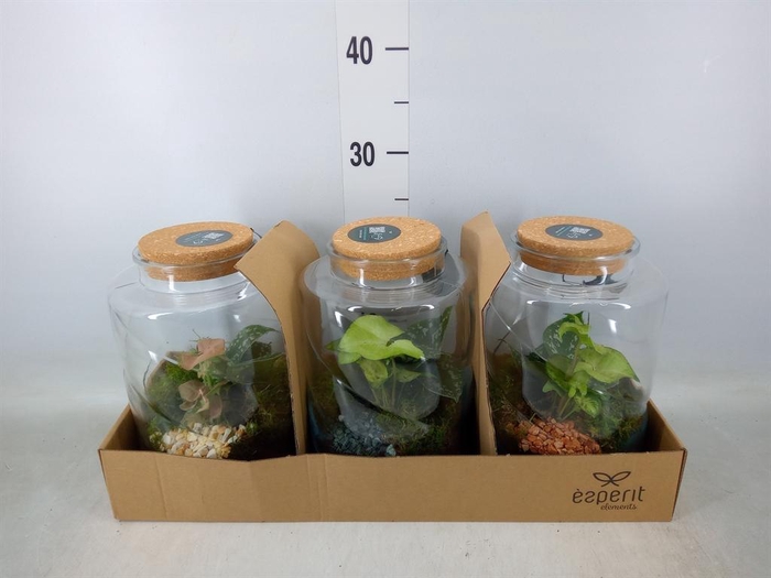 <h4>Arr.    Planten  H%</h4>