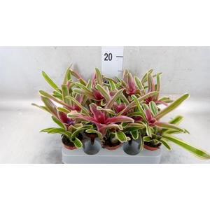 Nidularium  'Fire Ball Striped'