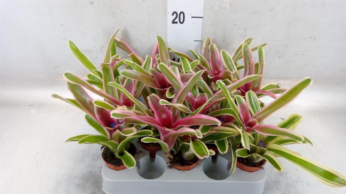 <h4>Nidularium  'Fire Ball Striped'</h4>