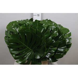 Monstera Blad 30cm Ø