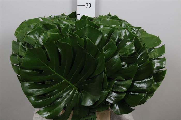 <h4>Monstera Blad 30cm Ø</h4>