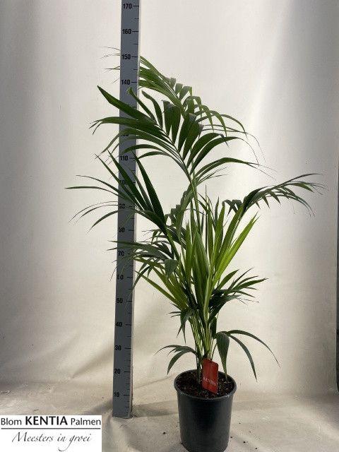 <h4>HOWEA FORSTERIANA</h4>