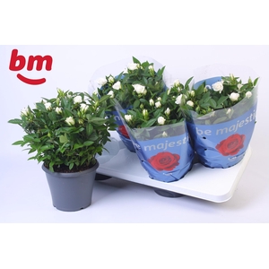 Rosa Jewel Patio White 17cm