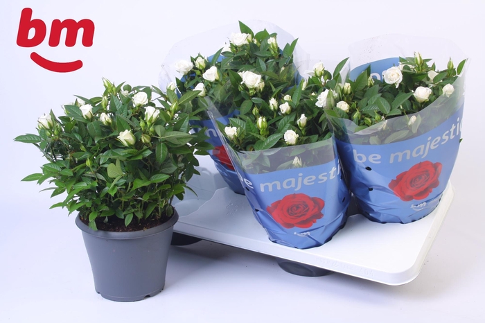 <h4>Rosa Jewel Patio White 17cm</h4>