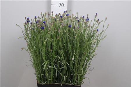 <h4>Centau Cyanus</h4>