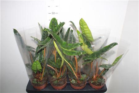 <h4>Phil Billietiae</h4>